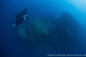 A Giant Pacific Manta swims over a cleaning station. The ... by David Valencia 